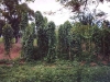 o_Crop diversification Jamaica 2